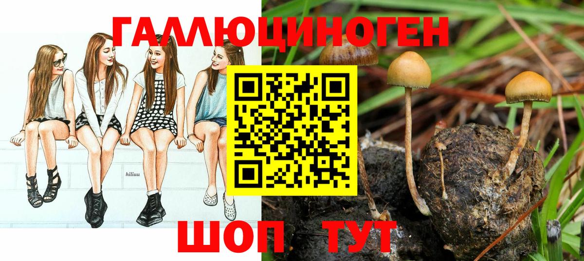 Галлюциногенные грибы Psilocybe Касимов